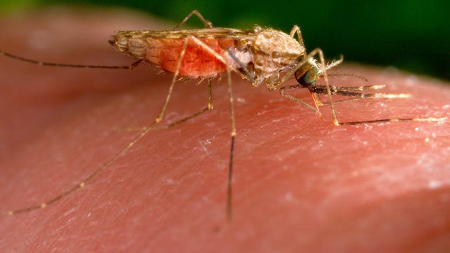 Mosquitos Carrying Malaria Found in Florida